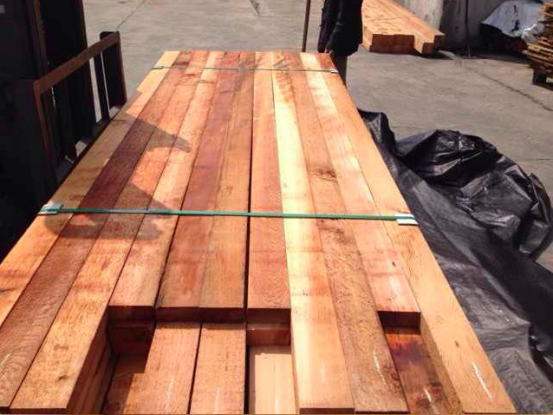 加拿大紅雪松圖片/加拿大紅雪松樣板圖 (2)