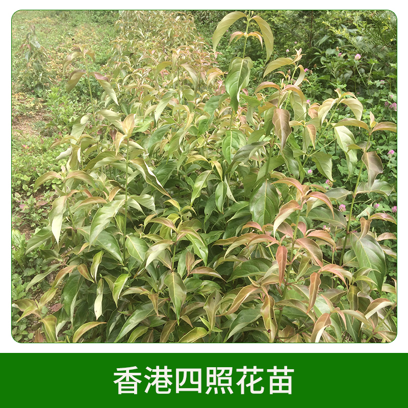 香港四照花苗直銷圖片/香港四照花苗直銷樣板圖 (4)
