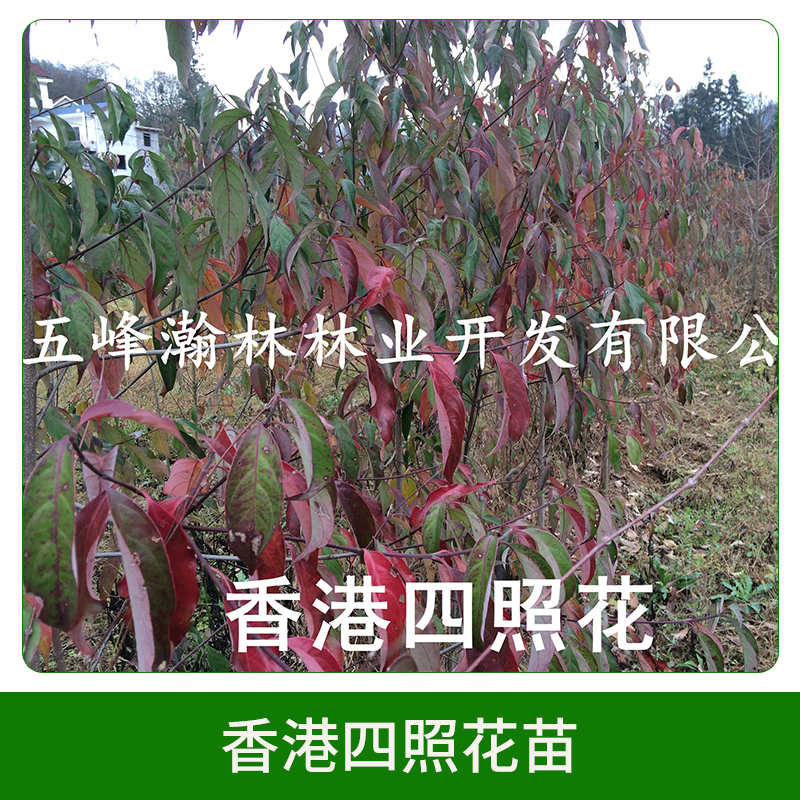 香港四照花苗直銷 山茱萸科秀麗四照 香港秀麗四照花 歡迎來電咨詢