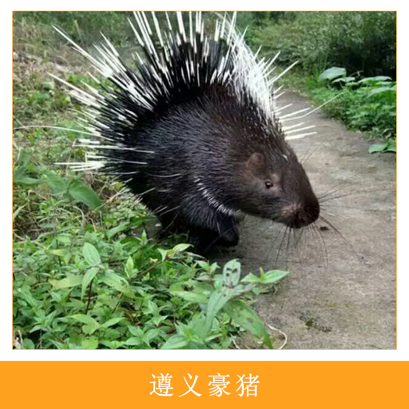 遵義*人工生態(tài)養(yǎng)殖高成活率*種苗優(yōu)質(zhì)刺豬*肉養(yǎng)殖基地直銷