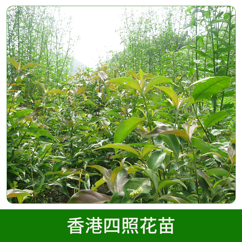 香港四照花苗直銷圖片/香港四照花苗直銷樣板圖 (2)