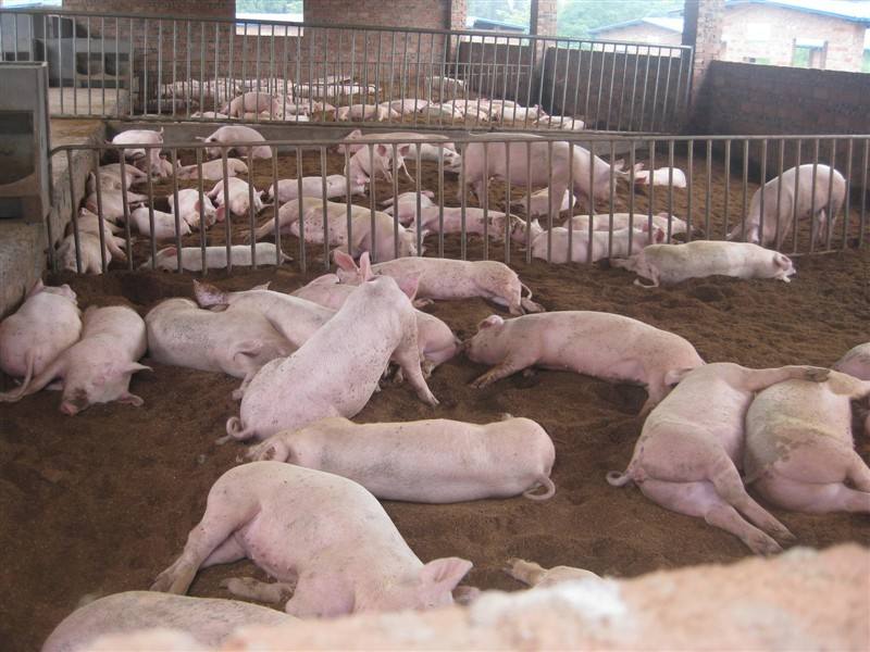 發(fā)酵床養(yǎng)野豬圖片/發(fā)酵床養(yǎng)野豬樣板圖 (4)