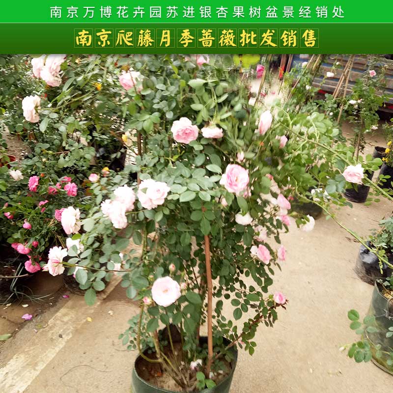 爬藤月季圖片/爬藤月季樣板圖 (1)
