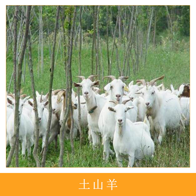 土山羊圖片/土山羊樣板圖 (2)