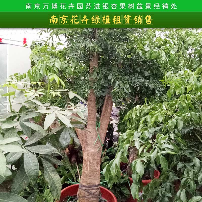 南京花卉绿植租赁销售南京花卉绿植租赁销售 迷你假花仿真花盆栽创意家居绿色仿真植物摆件盆景套装