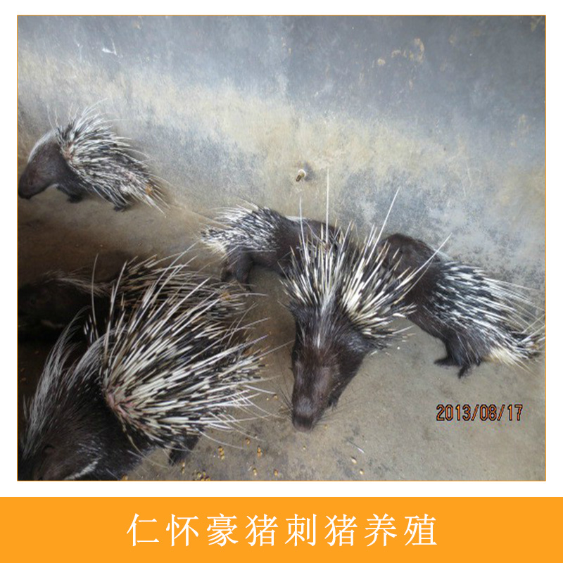 豪豬刺圖片/豪豬刺樣板圖 (2)