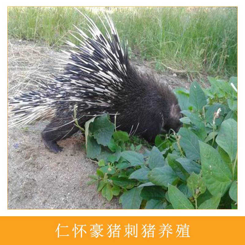 豪豬刺圖片/豪豬刺樣板圖 (1)