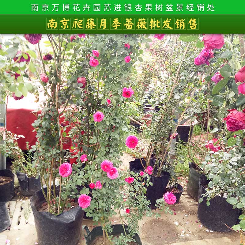 爬藤月季圖片/爬藤月季樣板圖 (2)