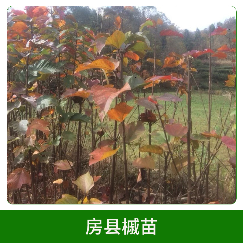 房縣槭苗直銷圖片