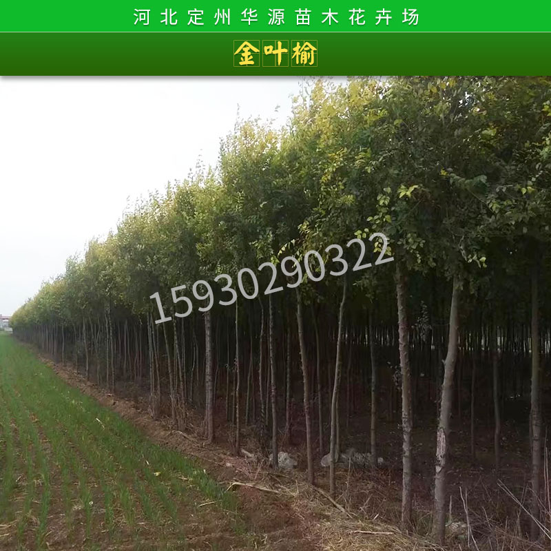 榆樹圖片/榆樹樣板圖 (3)