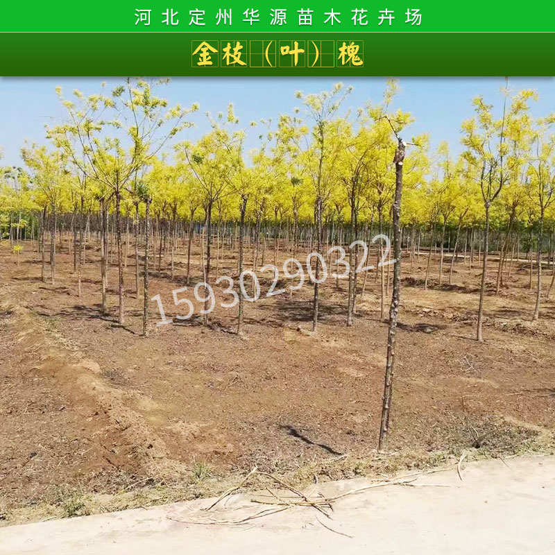 金葉槐圖片/金葉槐樣板圖 (3)