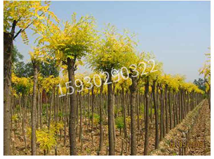 金葉槐圖片/金葉槐樣板圖 (2)
