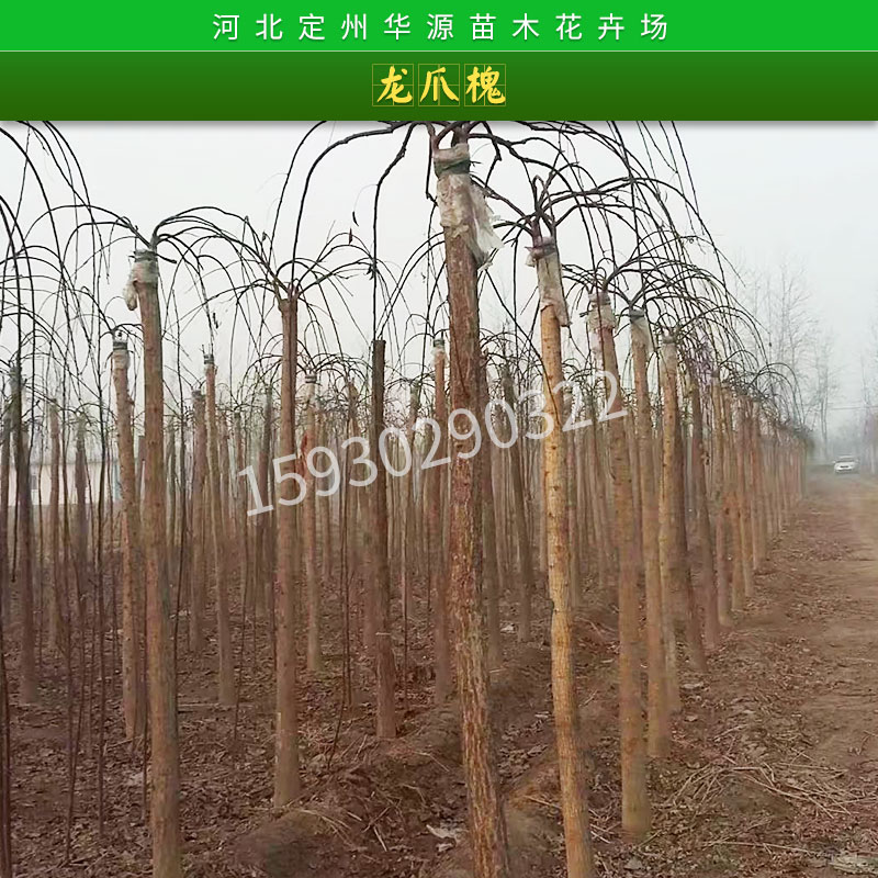 龍爪槐苗木圖片/龍爪槐苗木樣板圖 (2)