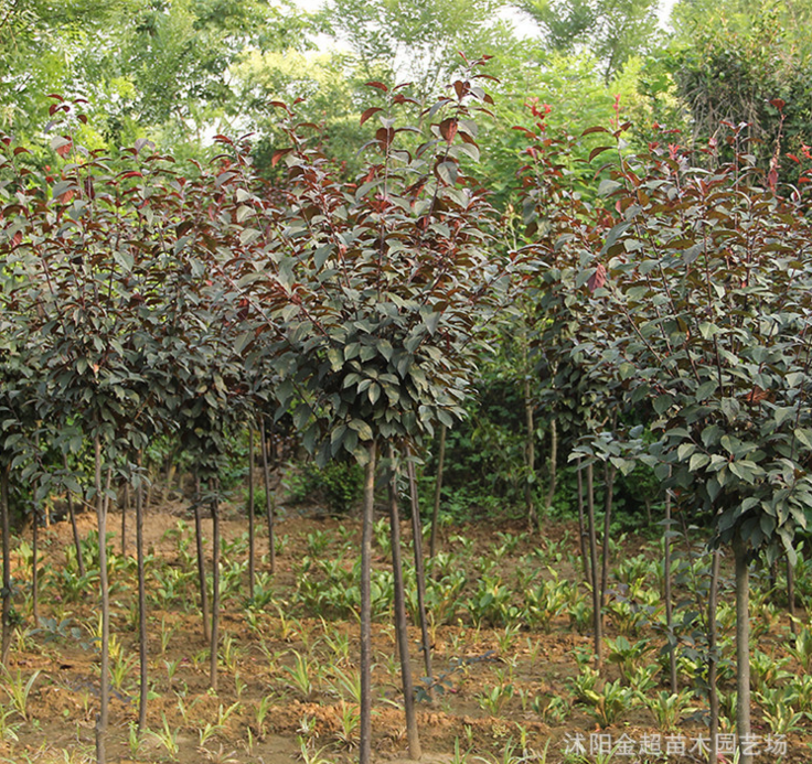 紫葉李樹苗圖片/紫葉李樹苗樣板圖 (2)