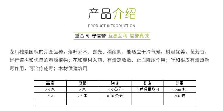 槐樹(shù)苗圖片/槐樹(shù)苗樣板圖 (3)