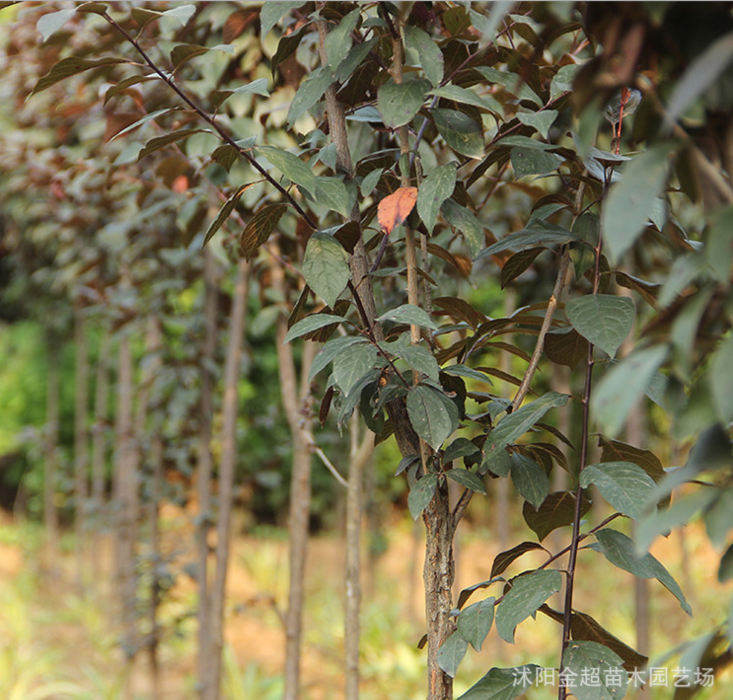 紫葉李樹苗圖片/紫葉李樹苗樣板圖 (3)