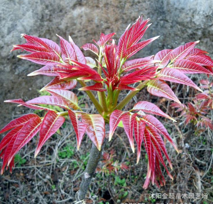 基地批发香椿树苗 红油香椿苗 庭院种植果树苗 品种全可食用图片