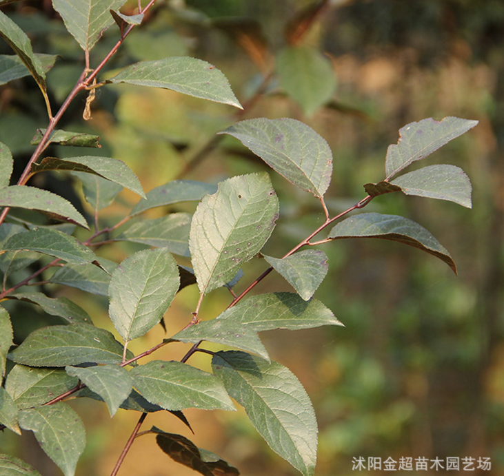 紫葉李樹苗圖片/紫葉李樹苗樣板圖 (4)