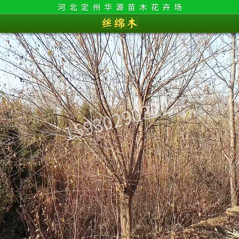 絲綿木樹苗圖片/絲綿木樹苗樣板圖 (4)