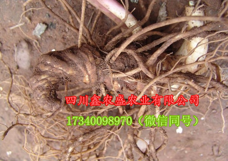 重樓、七葉一枝花圖片/重樓、七葉一枝花樣板圖 (3)
