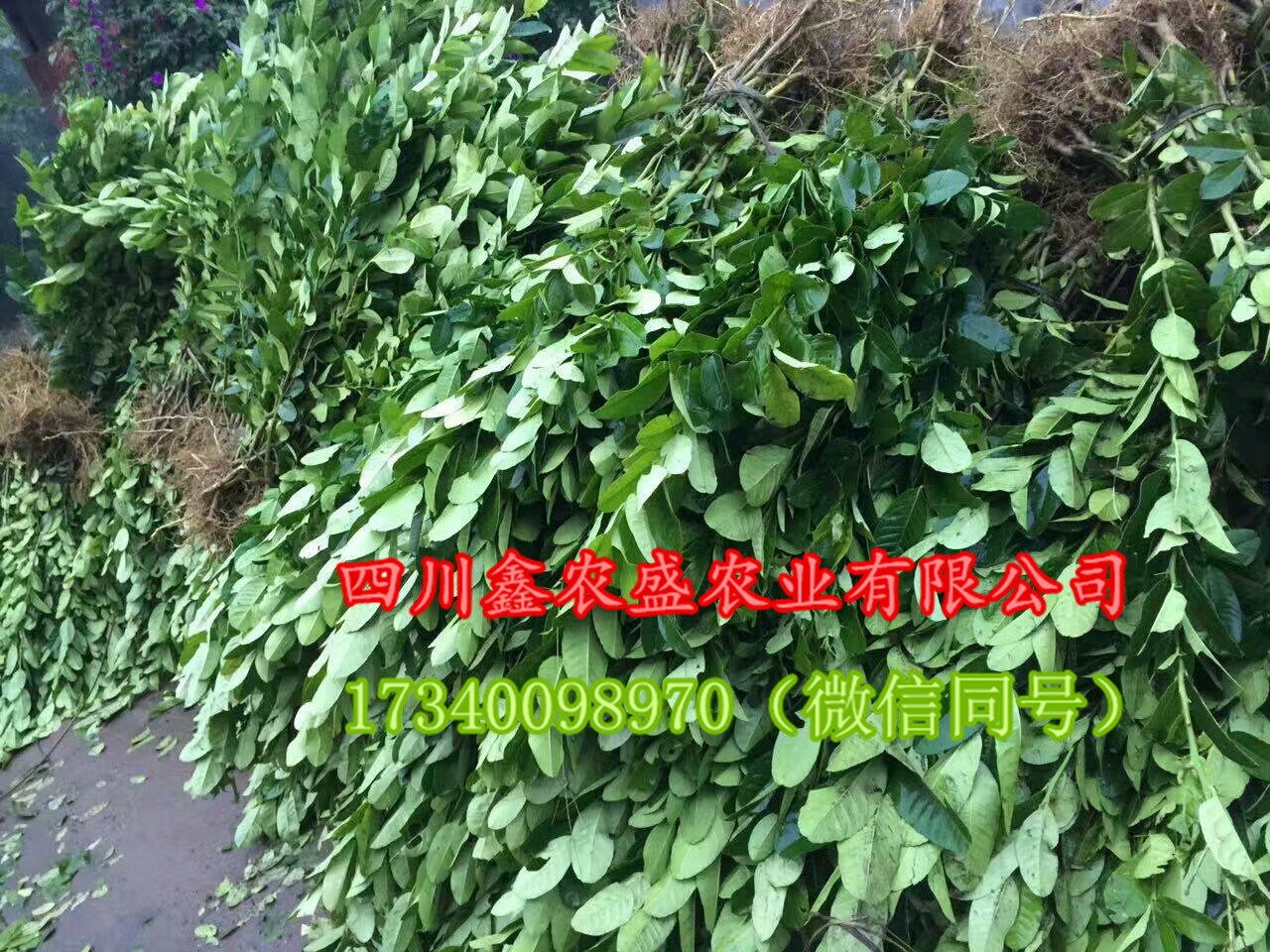 佛手圖片/佛手樣板圖 (3)