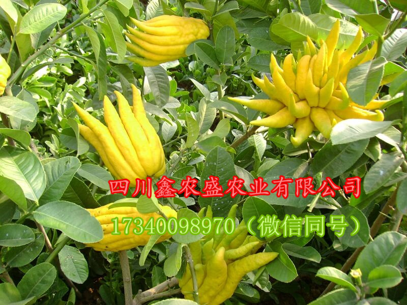佛手圖片/佛手樣板圖 (1)