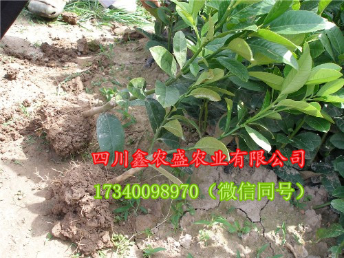 佛手圖片/佛手樣板圖 (2)