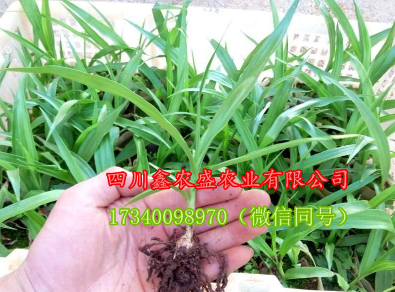 白芨圖片/白芨樣板圖 (2)