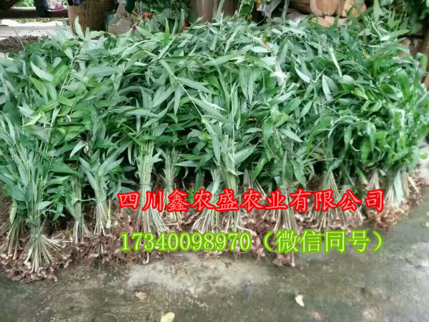 黃精圖片/黃精樣板圖 (4)