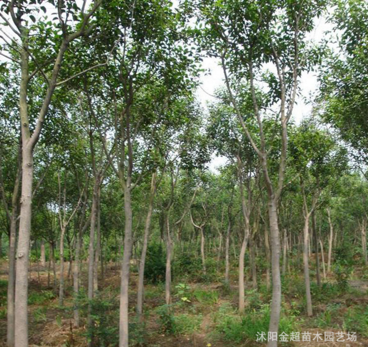 大葉女貞行道樹(shù) 高桿女貞樹(shù)直銷(xiāo) 基地工程綠化苗木 高桿女貞苗  大葉女貞樹(shù)苗