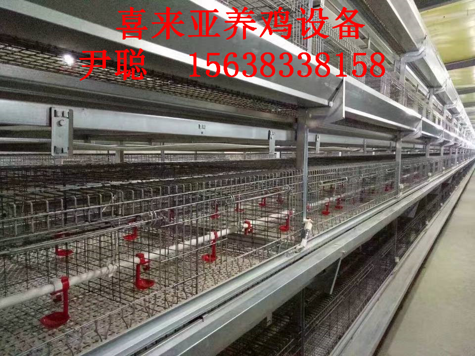 層疊式蛋雞籠圖片/層疊式蛋雞籠樣板圖 (2)