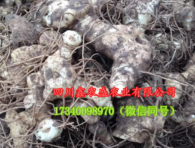 四川黃精種植基地，長期供應(yīng)多花姜型黃精種子 黃精種苗 黃精種塊莖