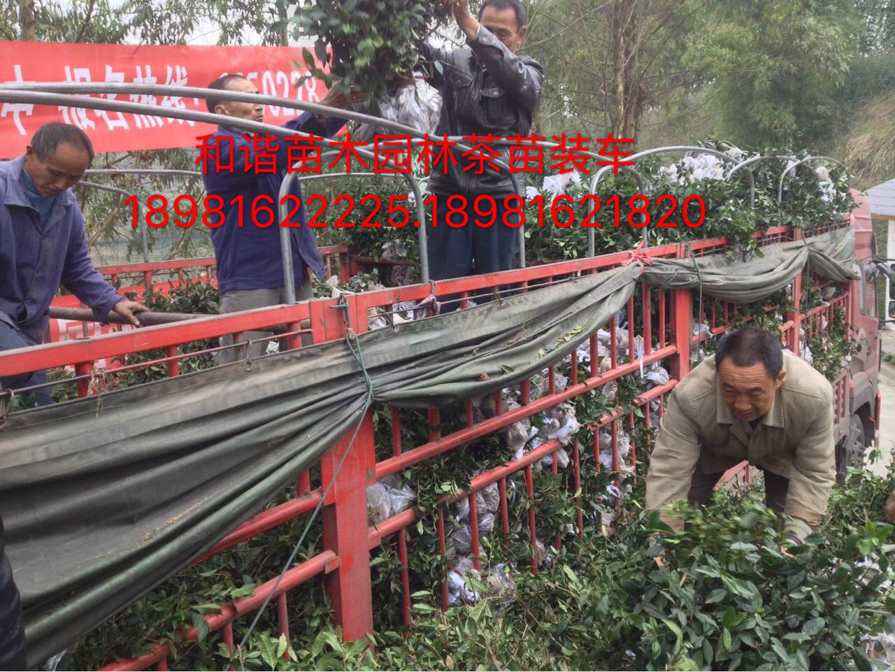 福鼎大白茶苗，名選131茶苗價(jià)格