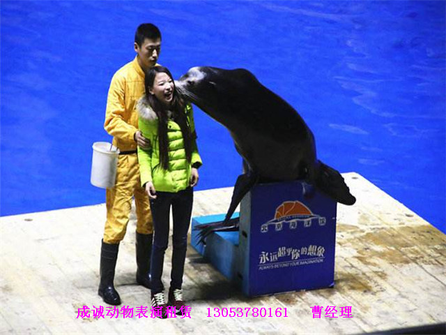 山東成誠動物表演公司提供馬戲團(tuán)表演租賃 雜技演出 老虎展覽
