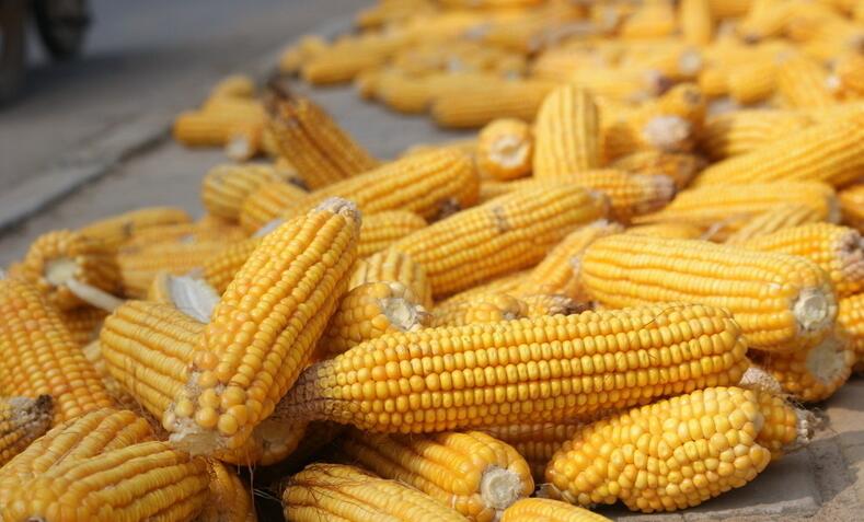 玉米圖片/玉米樣板圖 (1)