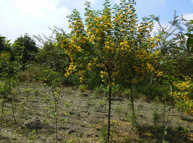 黃花槐圖片/黃花槐樣板圖 (3)