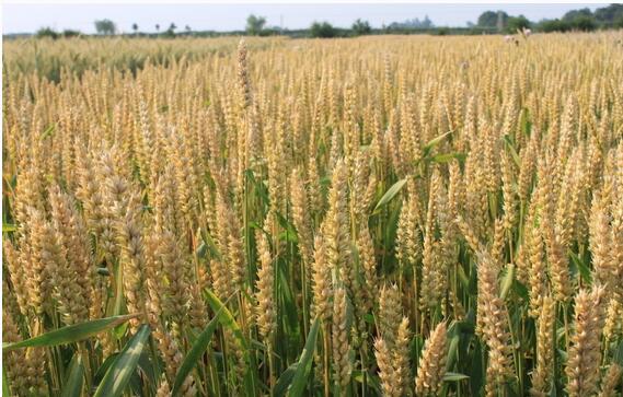 小麥圖片/小麥樣板圖 (2)