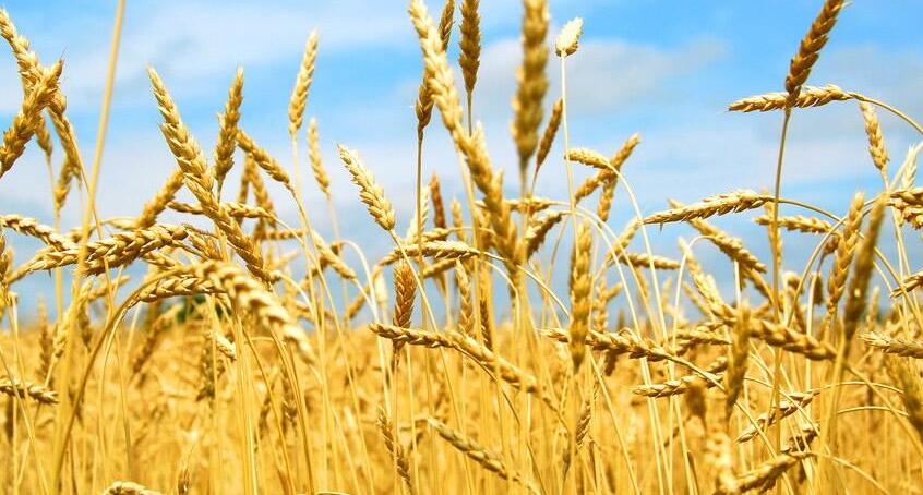 小麥圖片/小麥樣板圖 (2)