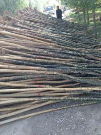 河北苗木圖片/河北苗木樣板圖 (3)