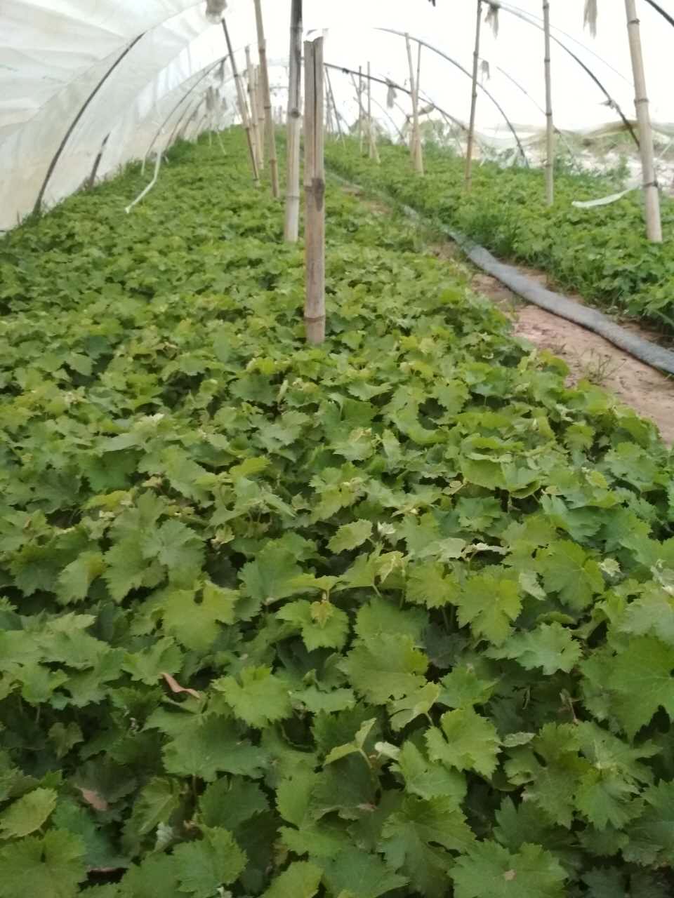 葡萄樹苗圖片/葡萄樹苗樣板圖 (3)