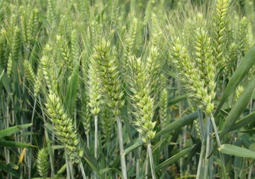 小麥圖片/小麥樣板圖 (3)