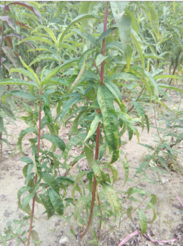 桃樹苗圖片/桃樹苗樣板圖 (2)