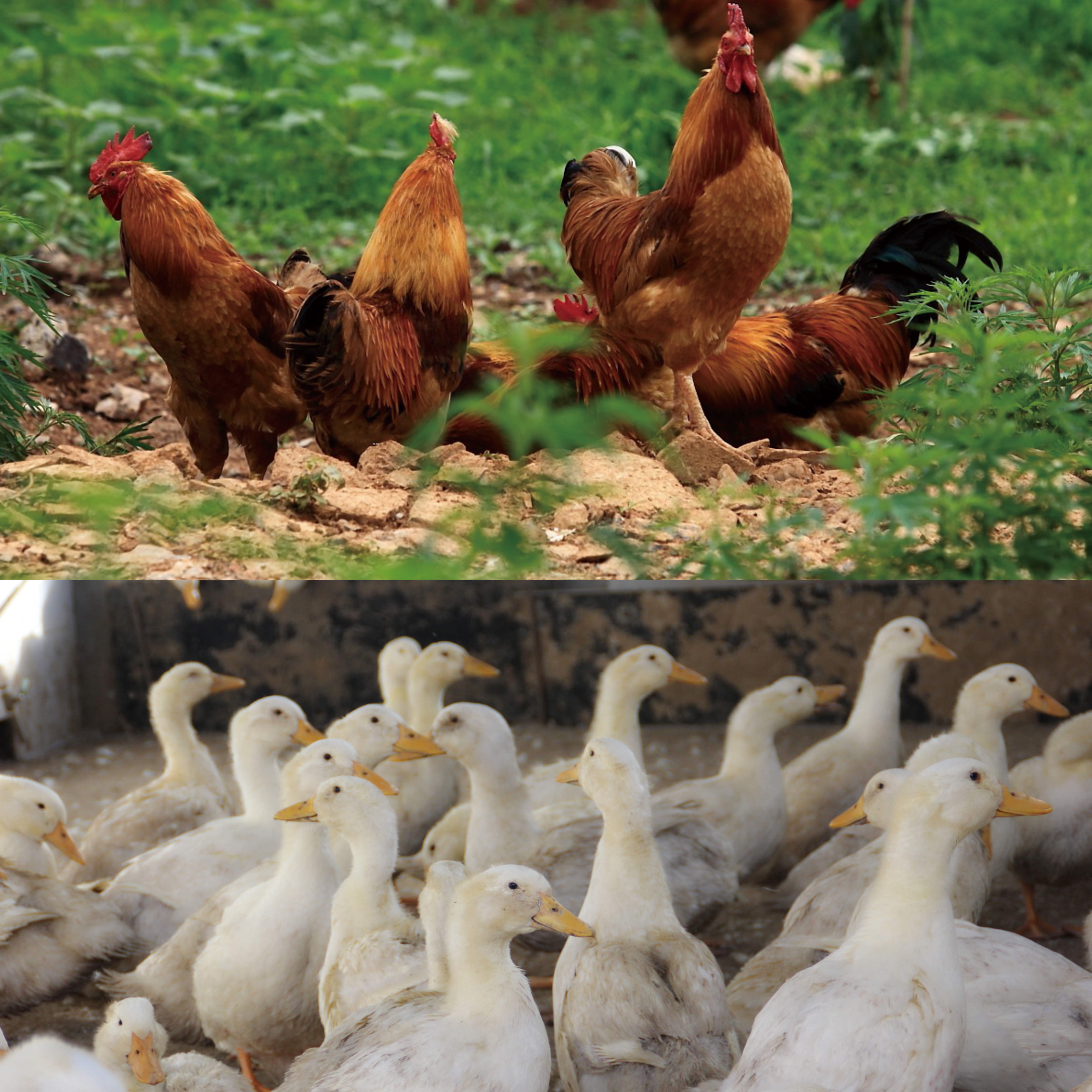 中荷諾心-蛋禽圖片/中荷諾心-蛋禽樣板圖 (1)