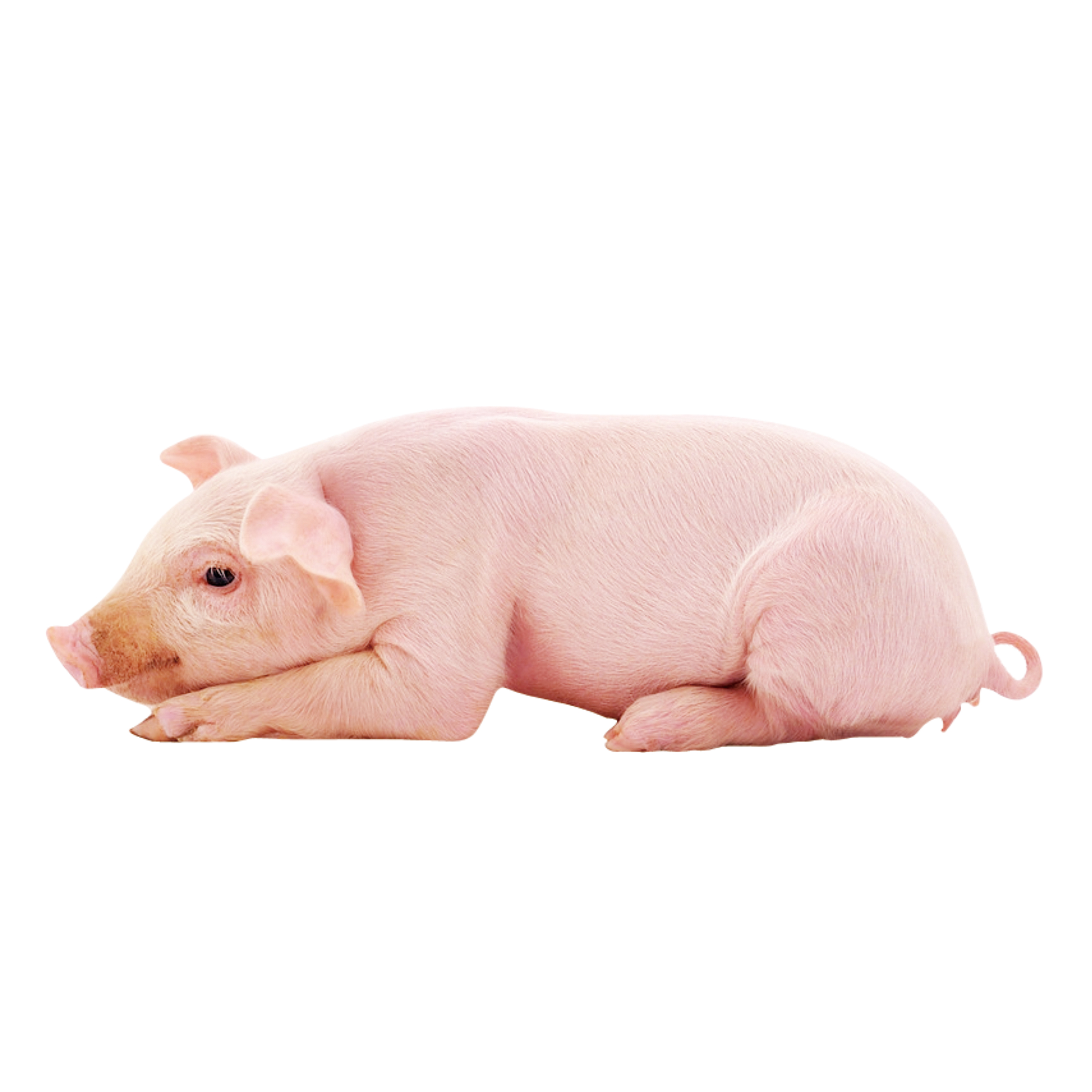 中荷諾心-多維圖片/中荷諾心-多維樣板圖 (2)