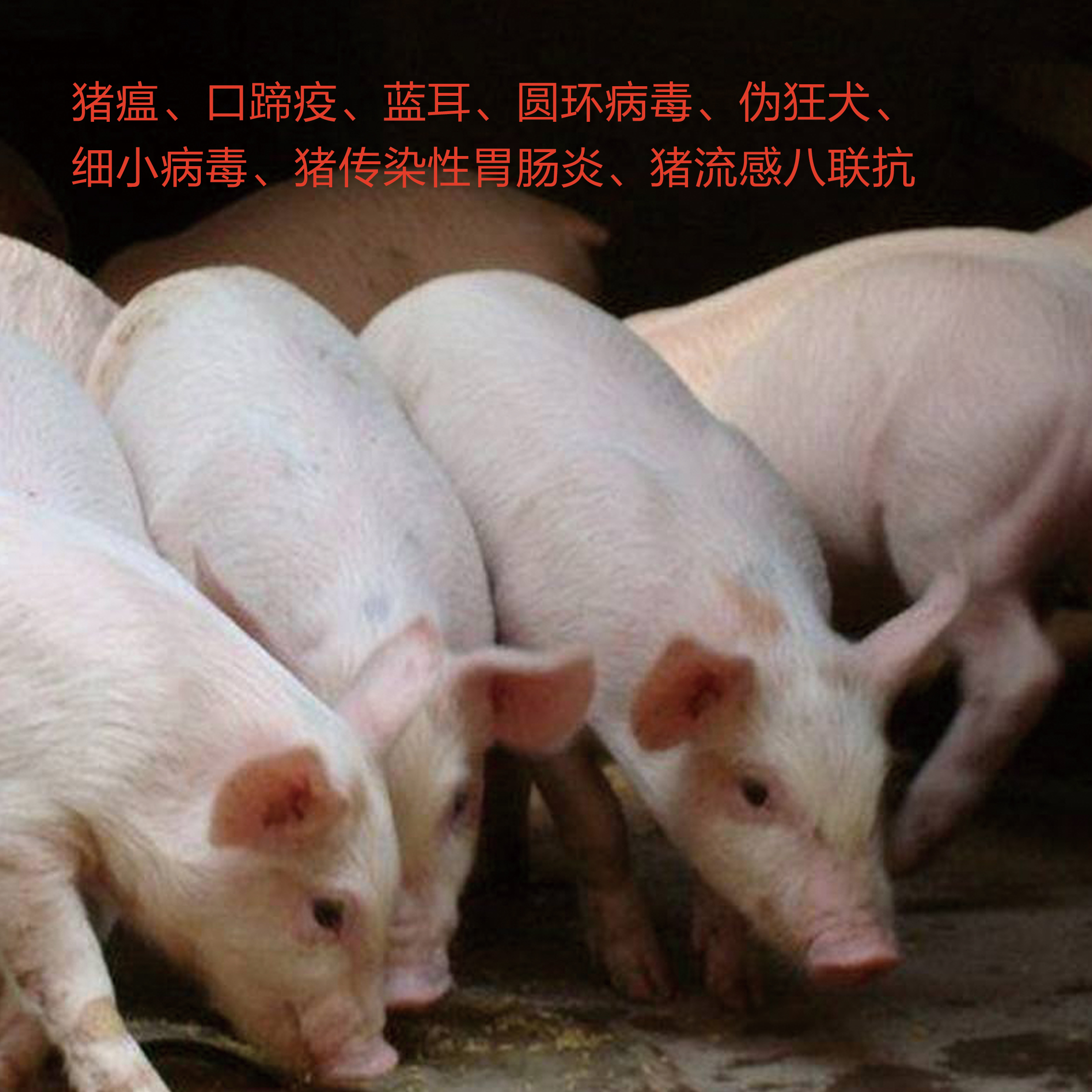 高免血清-八聯(lián)抗圖片/高免血清-八聯(lián)抗樣板圖 (2)