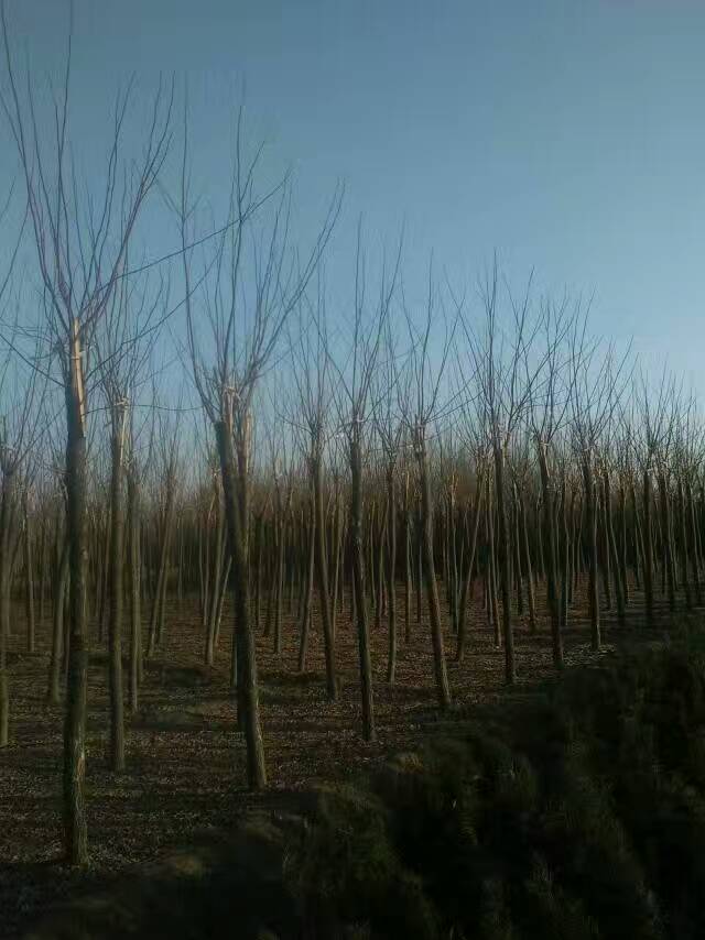 香花槐圖片/香花槐樣板圖 (3)