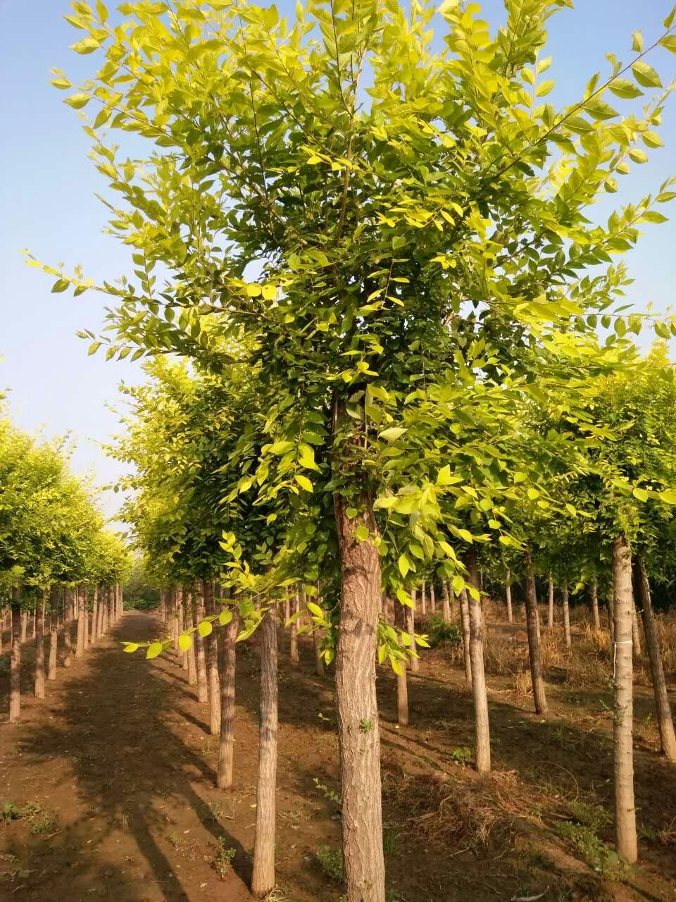 金葉榆圖片/金葉榆樣板圖 (2)