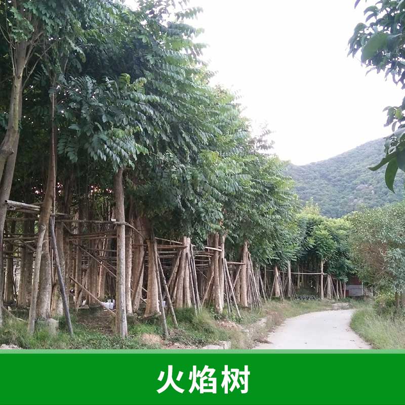 火焰樹圖片/火焰樹樣板圖 (1)