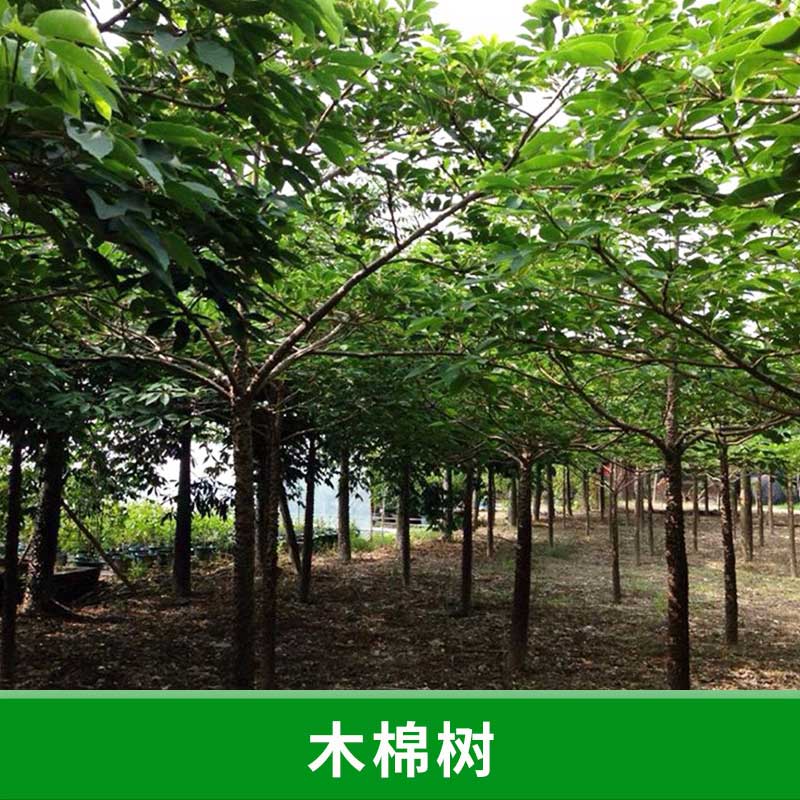 木棉樹圖片/木棉樹樣板圖 (3)