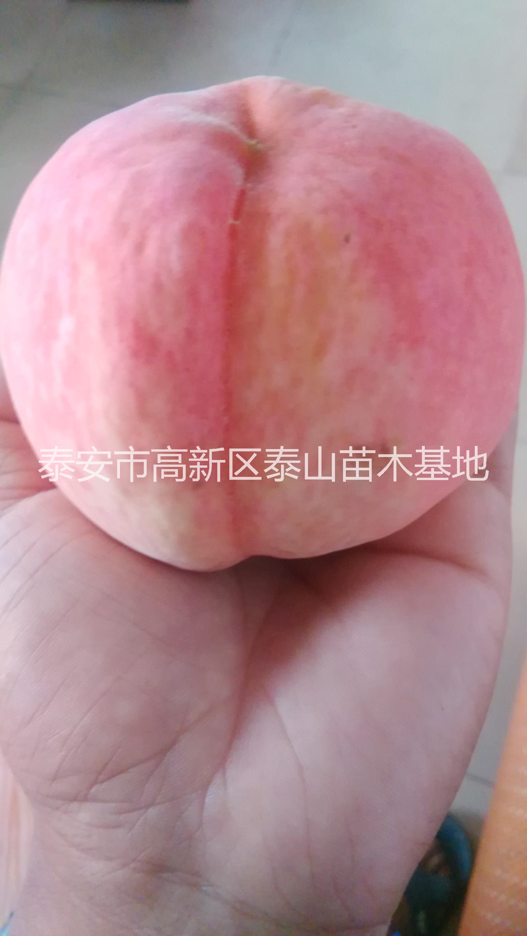 桃樹圖片/桃樹樣板圖 (3)